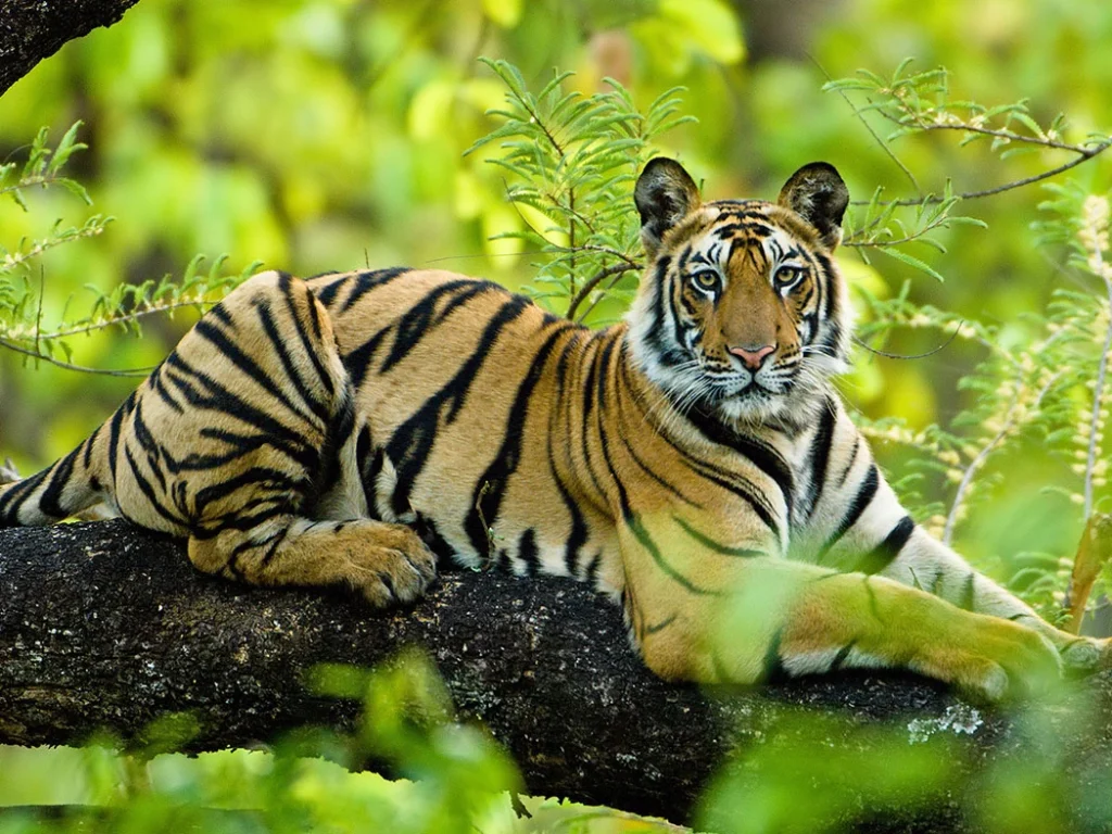 Ranthambore National Park