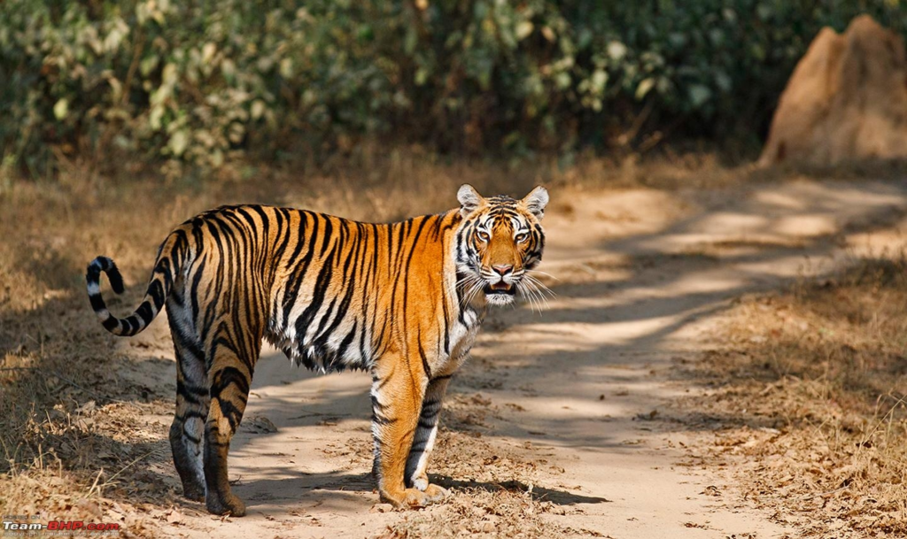 Tadoba Tour Packages