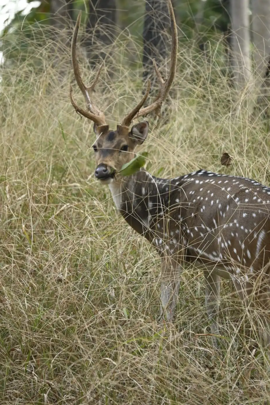 Tadoba tour packages