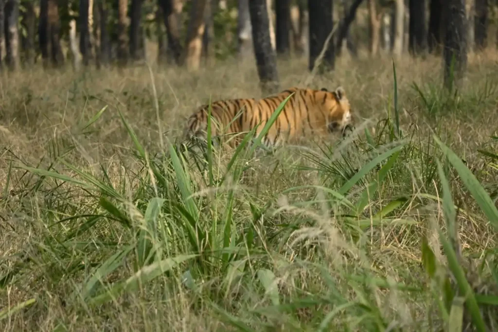 Best Tadoba Safari Zones
